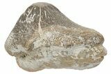 Fossil Crusher Shark (Ptychodus) Tooth - Kansas #211732-1